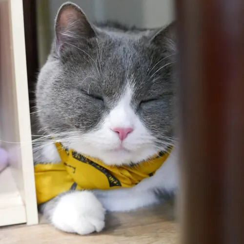 你知道怎麼清理沙發布嗎? 綠都輕柔貓抓布清潔教學