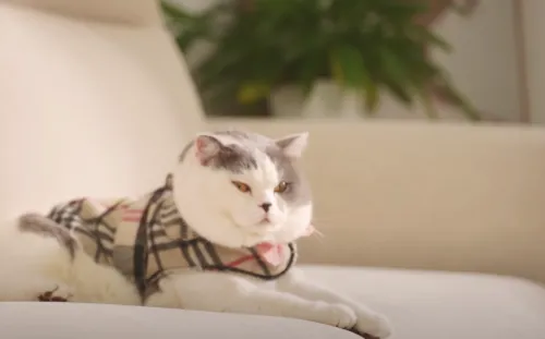 輕柔貓抓布功能形象影片