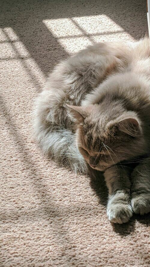 Tensilux 322 輕透柔韌貓抓布 耐貓抓 × 防潑水 × 易清潔 × 透氣柔軟